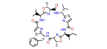 Patellamide E